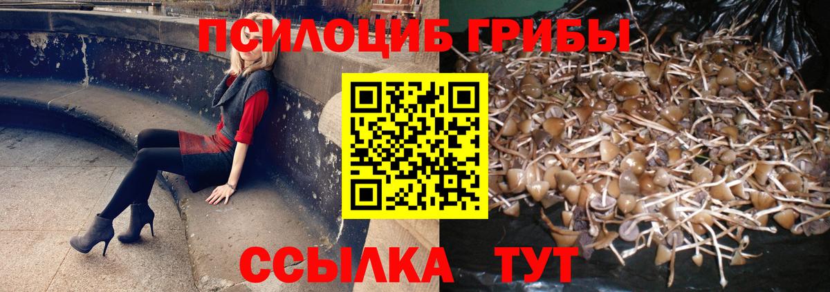 Рославль  Псилоцибиновые грибы Cubensis  Вход с VPN 